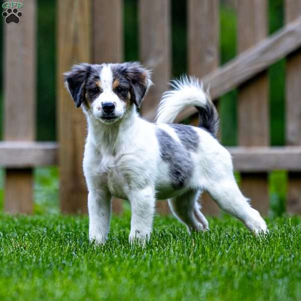 Nora, Mini Bernedoodle Puppy